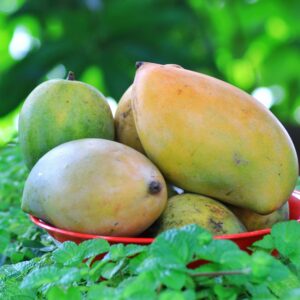 Fresh mangoes in a red bowl surrounded by lush green leaves, symbolizing summer.